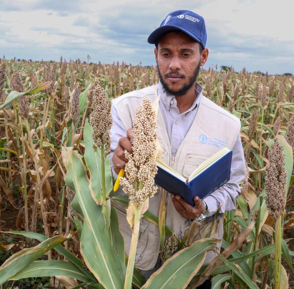 This selection of the FAO Digital Media Hub showcases images of staff and experts from the Food and Agriculture Organization of the United Nations at work in the field.
This collection features operations in agriculture, fisheries, forestry, food safety, and more — with visible FAO branding and a strong link to real-world impact.
